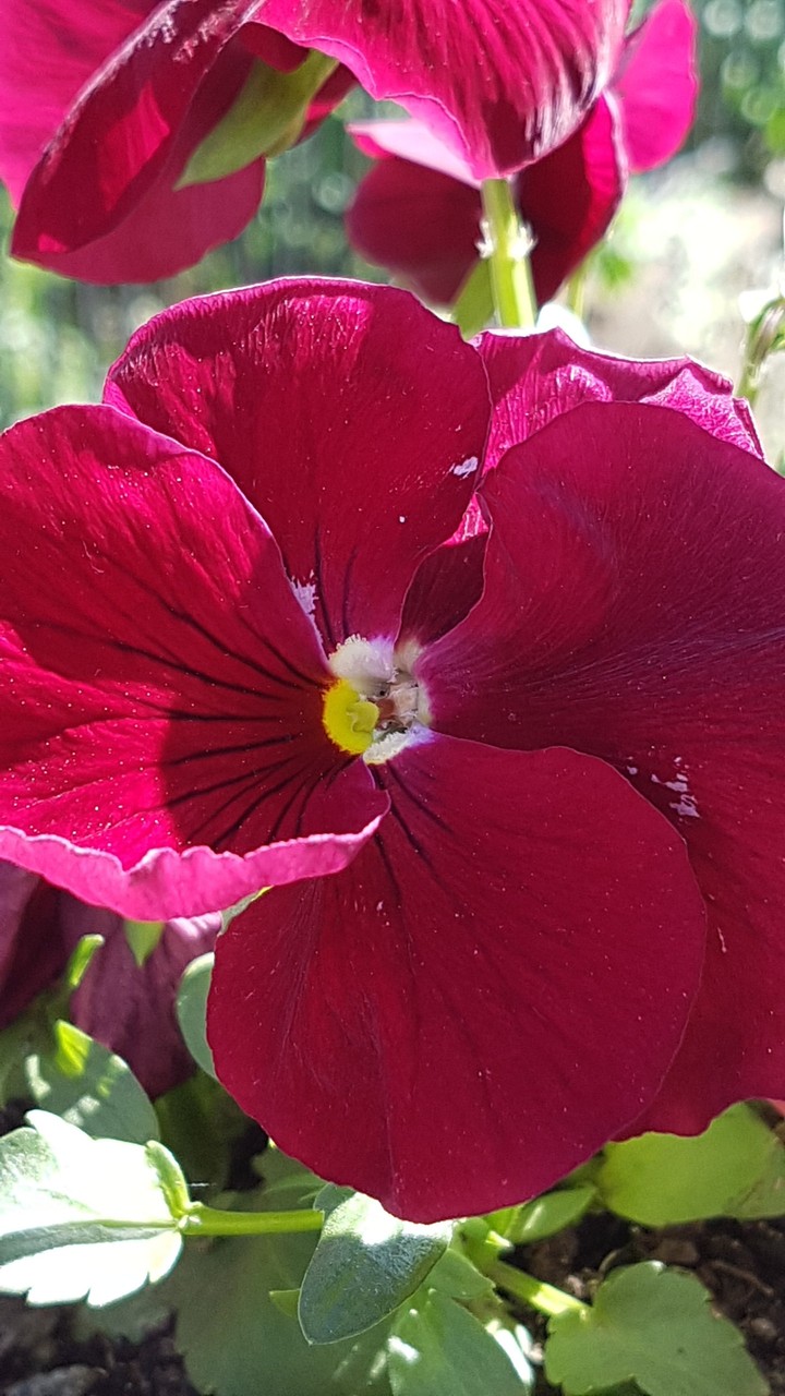 pink flower (2)