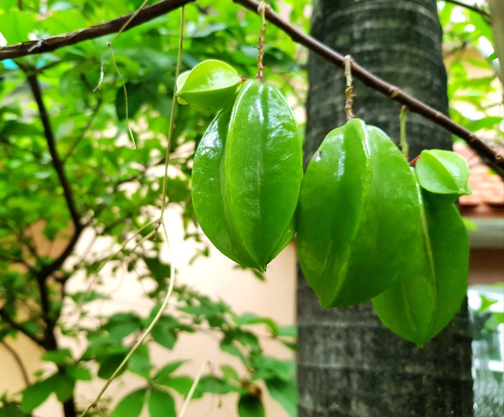 Khế xếp hàng