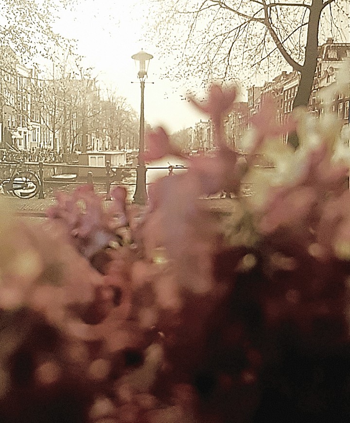 Lilacs of Paris