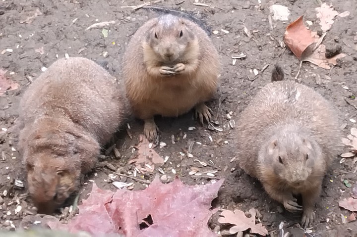 prairie dogs