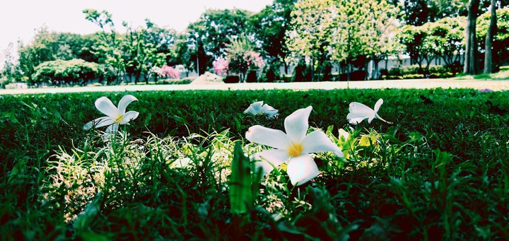 Flower