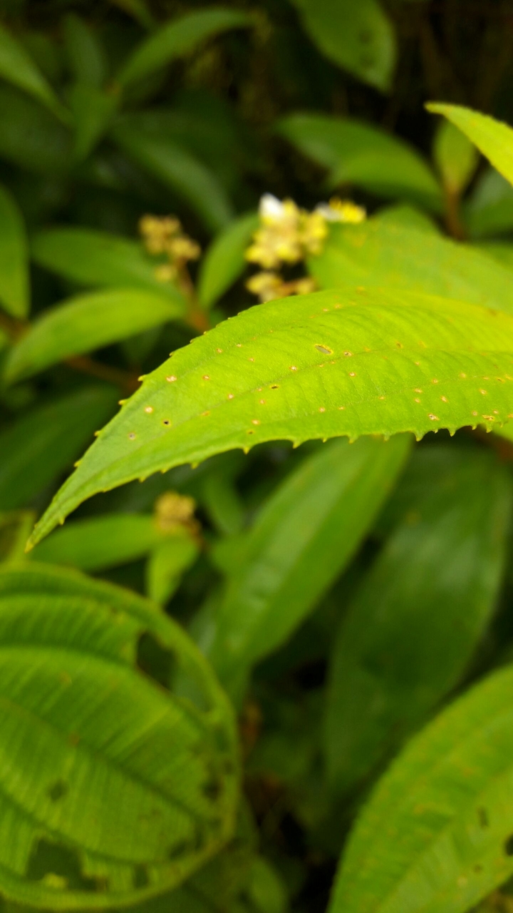 Costa Rica Nature