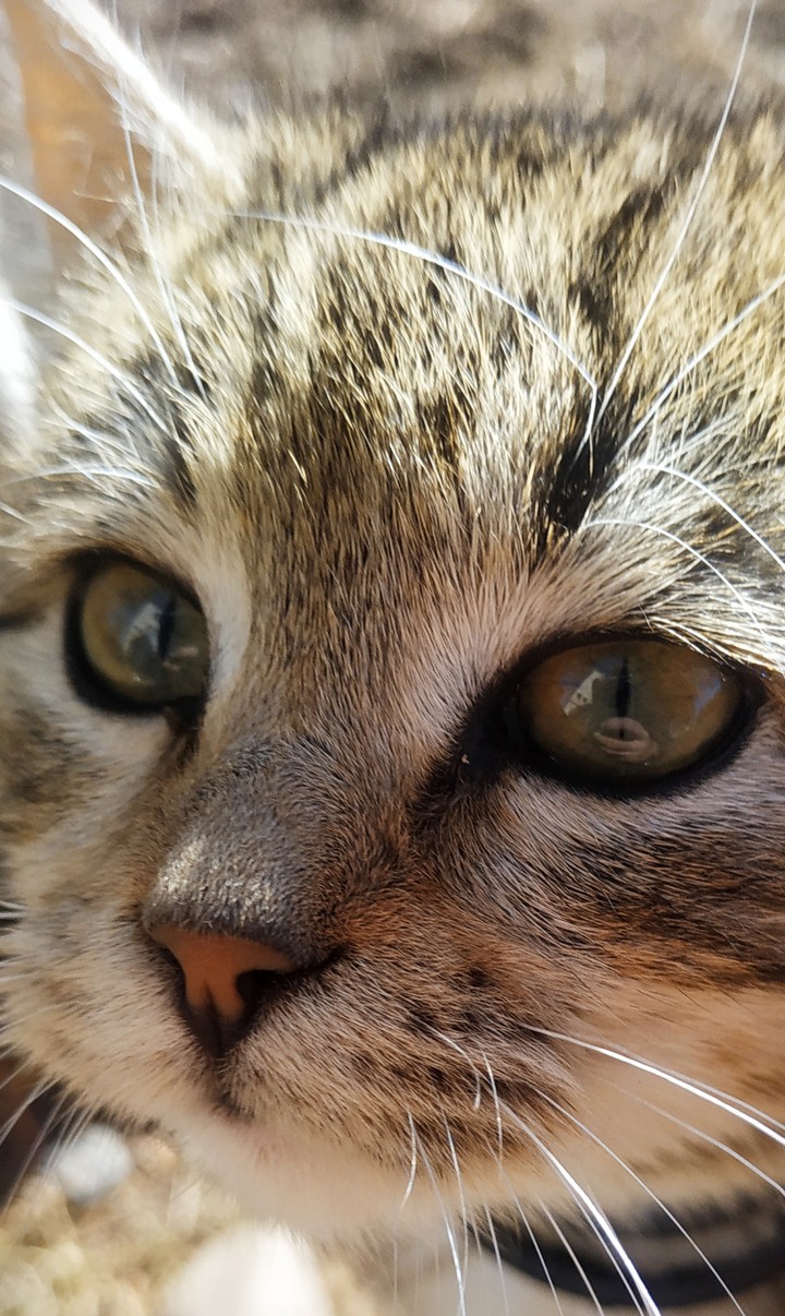 kitty
