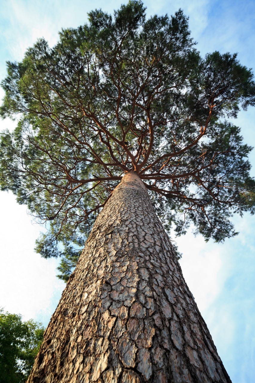 Pine Tree