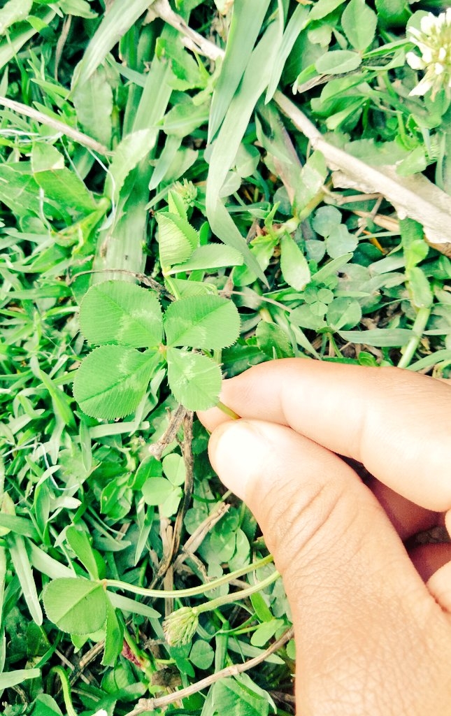 clover 