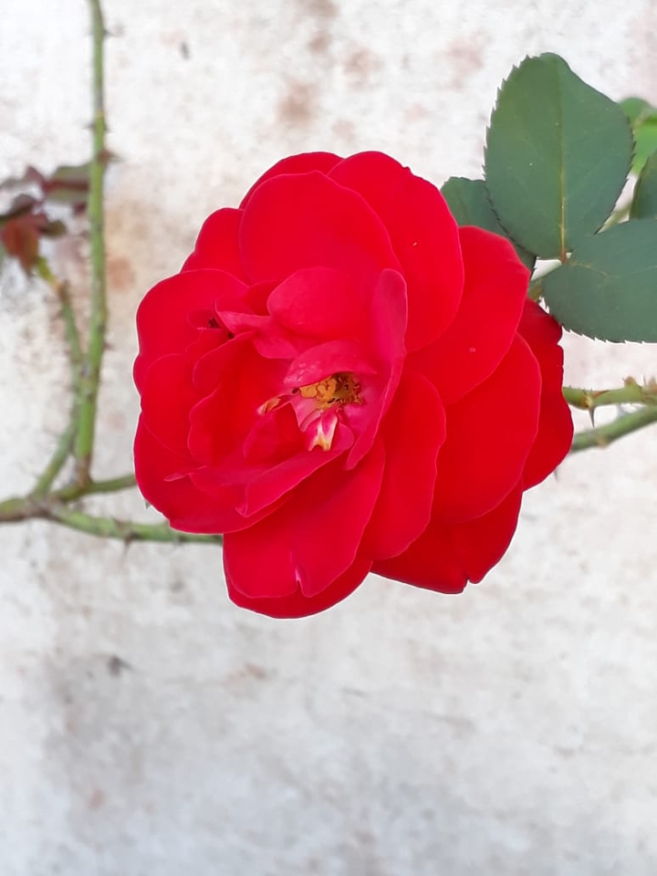 •The red flower•