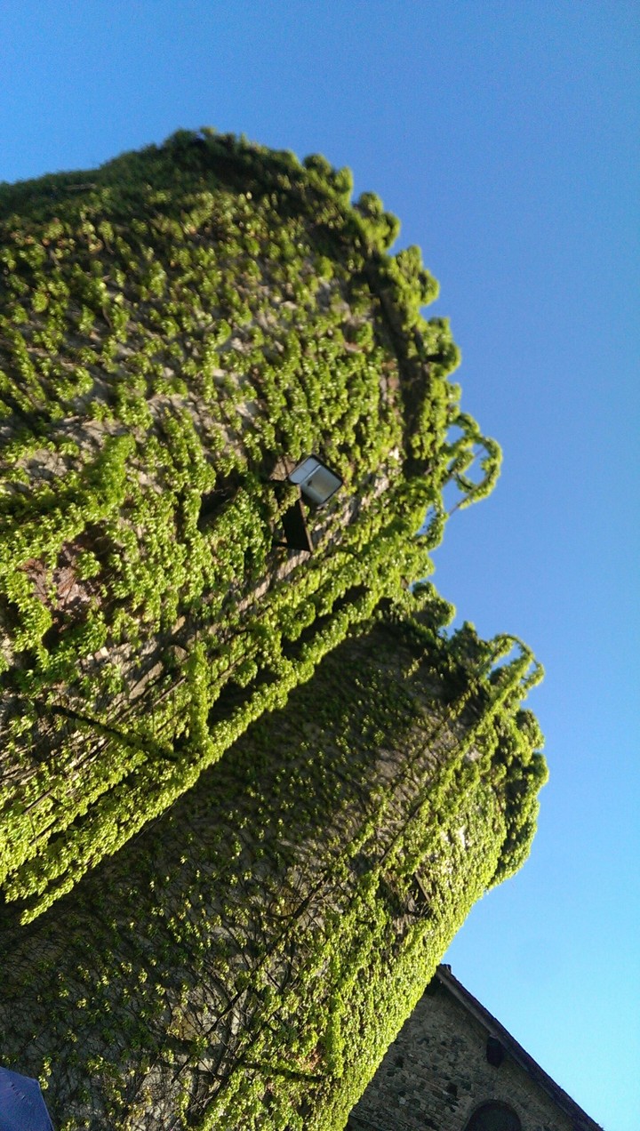 green giants
