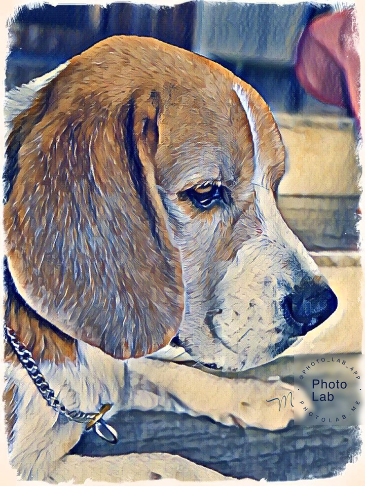 dog
