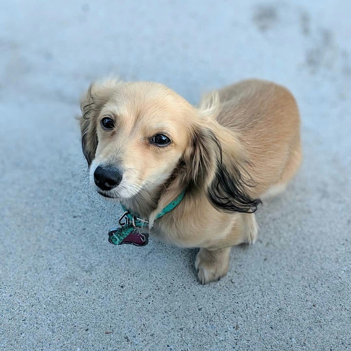 dog