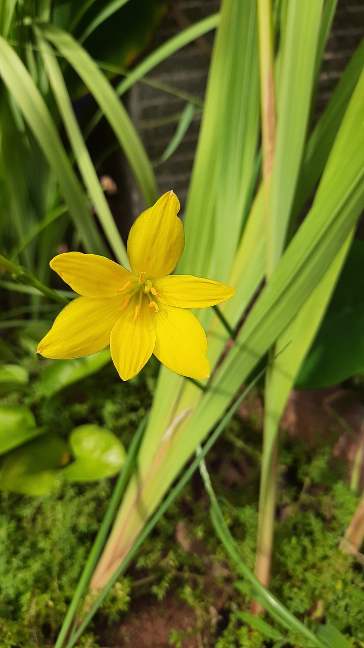 lily flower