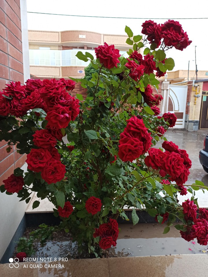Roses