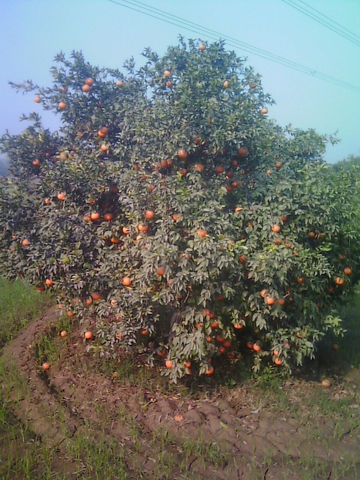 sweet oranges....