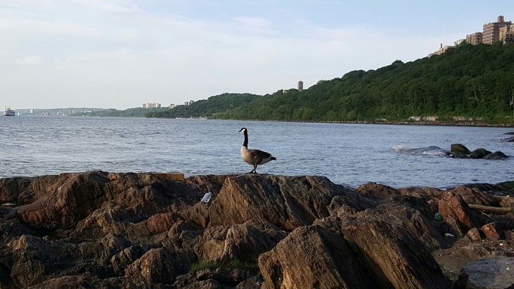 pato