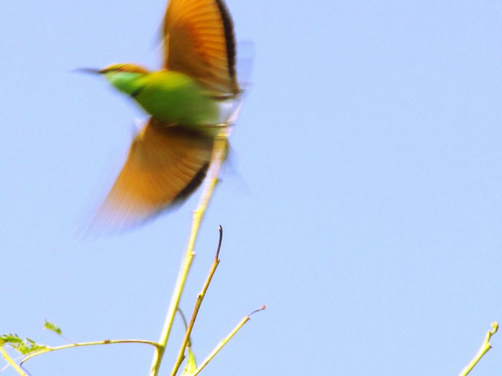 Flying Bird !