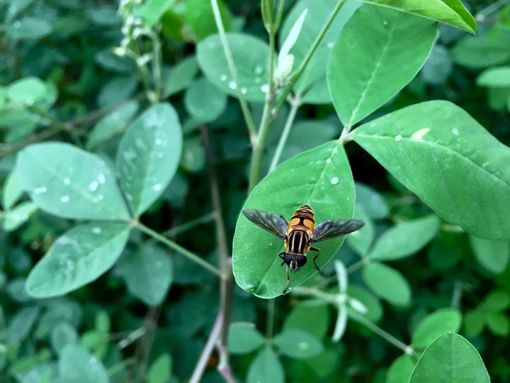 Beautiful Nature