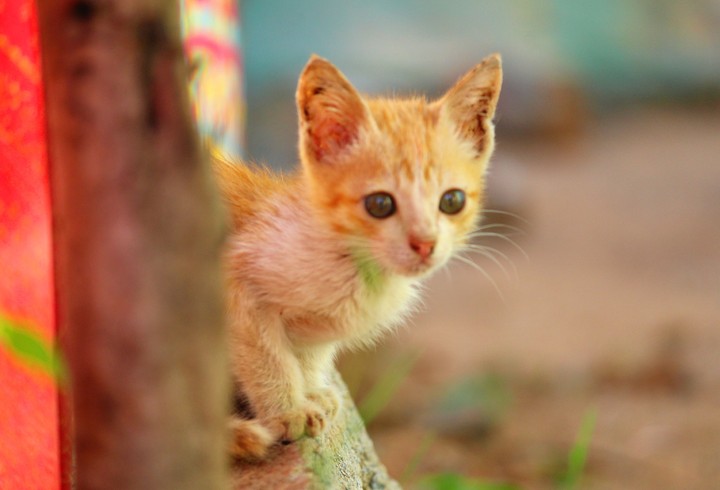 cat