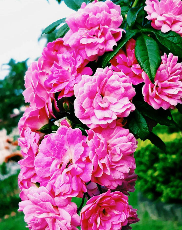SK~flowers