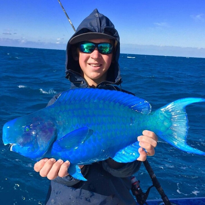 Peixe - Papagaio azul