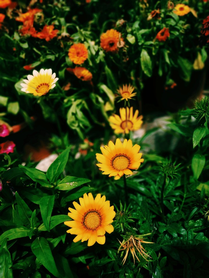 Flowers