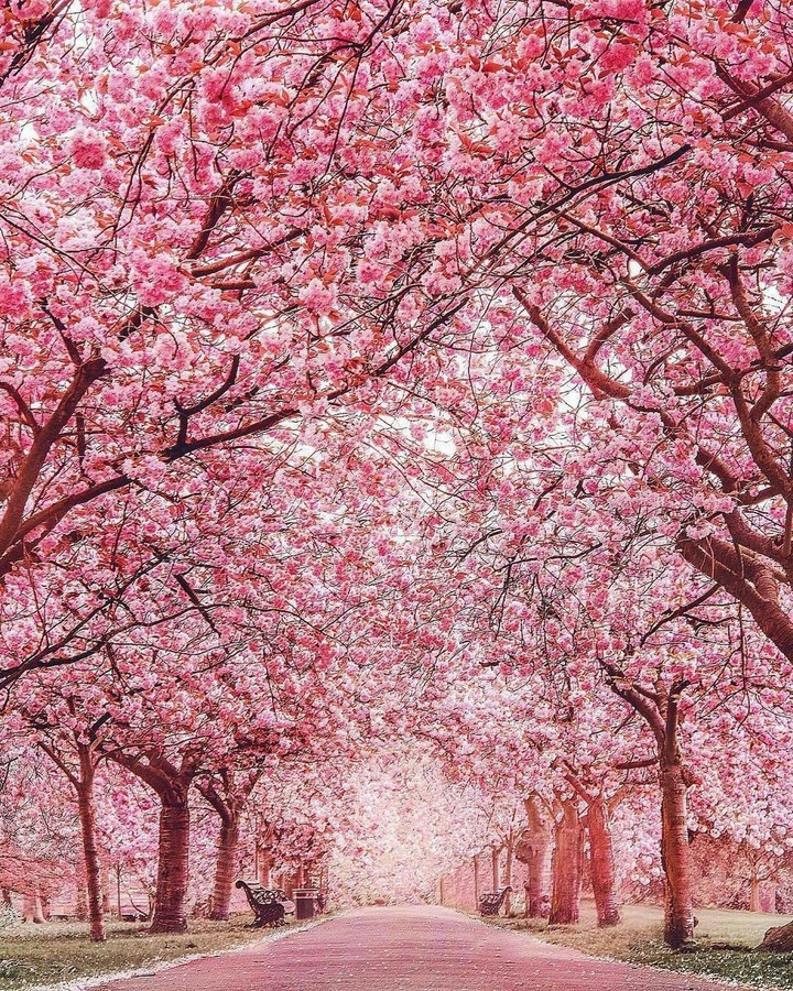 cherryblossoms