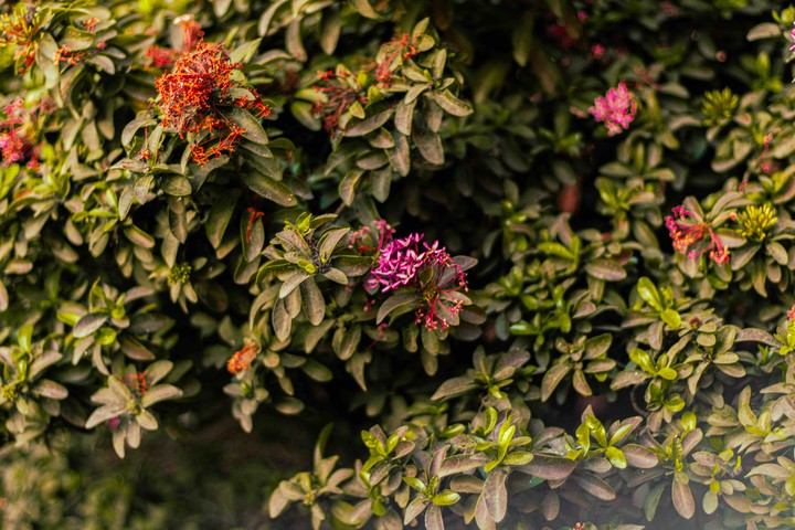 flowers