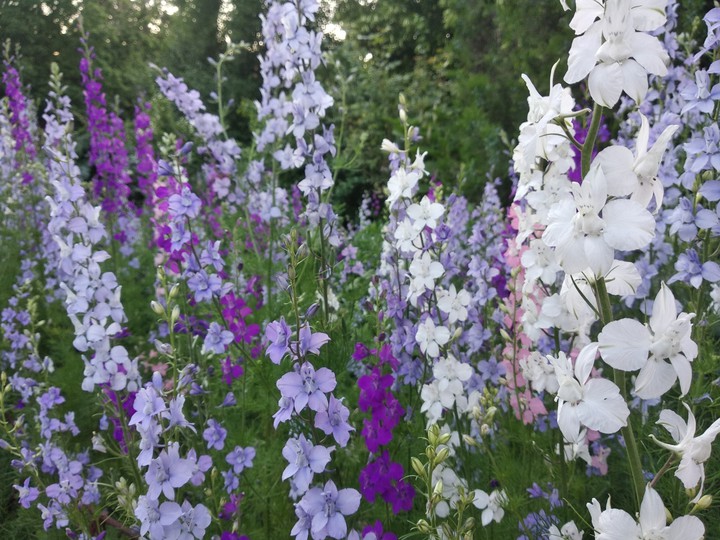 flowers