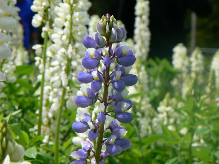 Violet Flowers