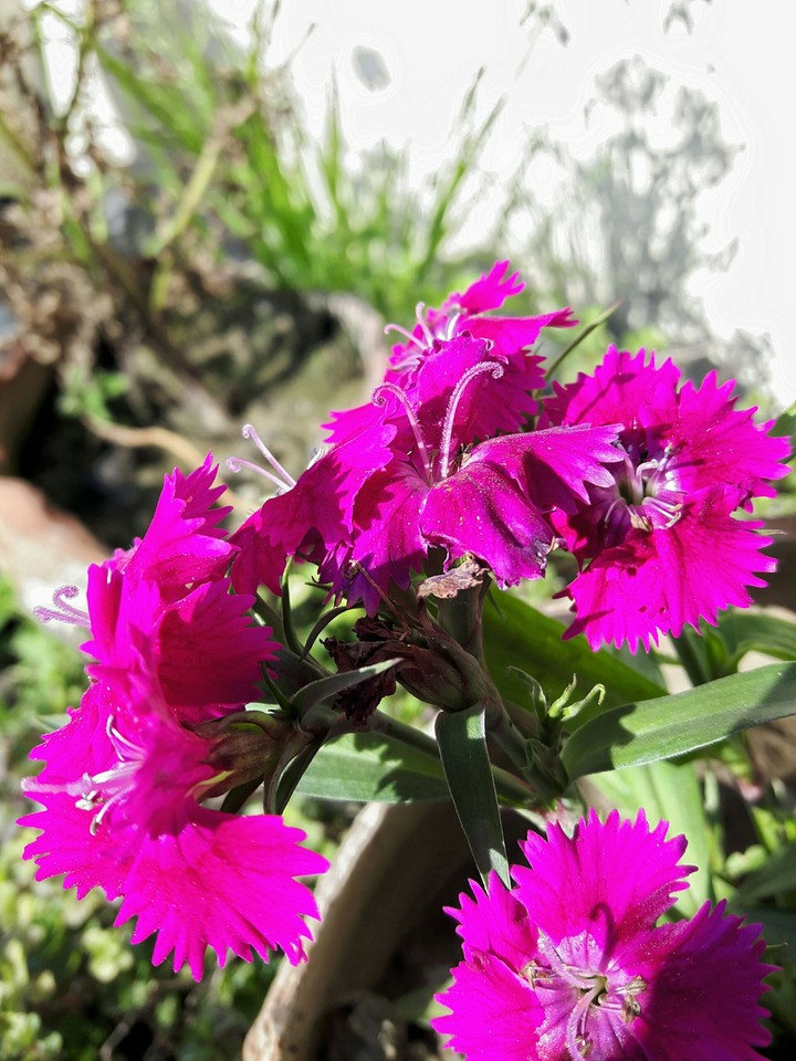 pink flowers