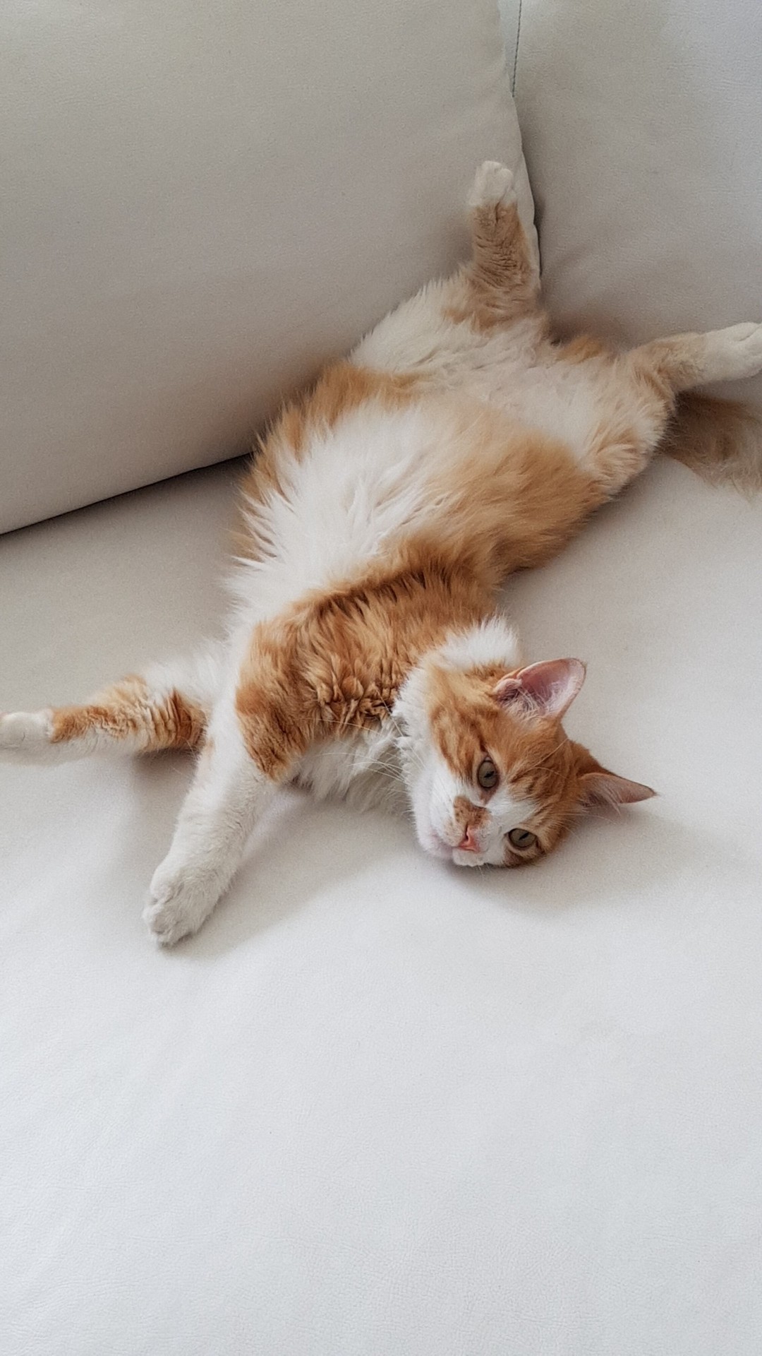 my cat mimi