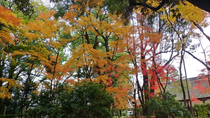 紅葉 Autumn leaves