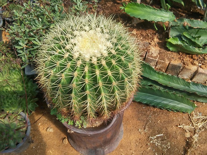 선인장