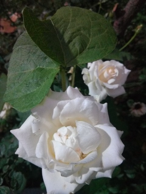 my garden flower