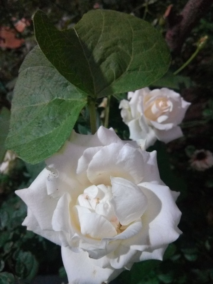 my garden flower