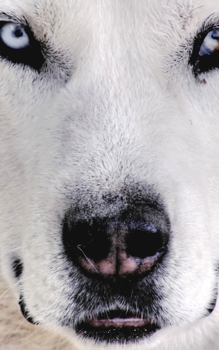 husky Wolfdog dog