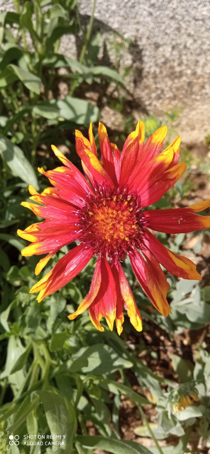 fleure rouge