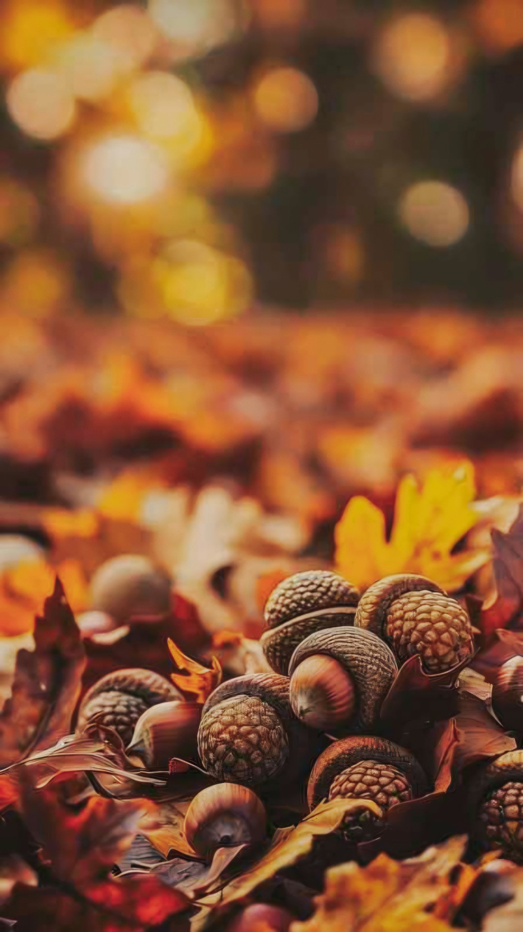 SMALL PILE OF ACORNS