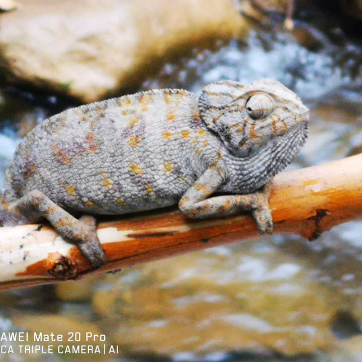 caméléon
