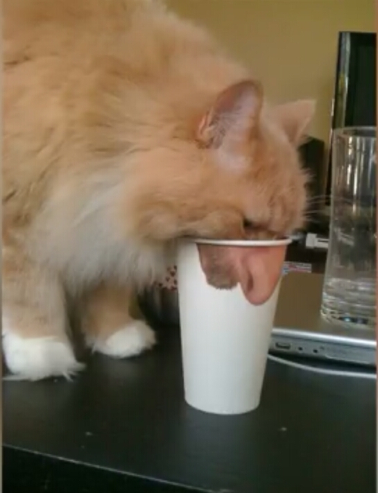 gato con nariz de humano
