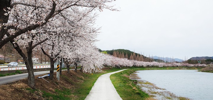동천의 벚꽃 길
