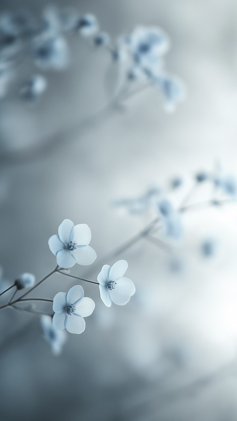 jasmine, cornales वॉलपेपर