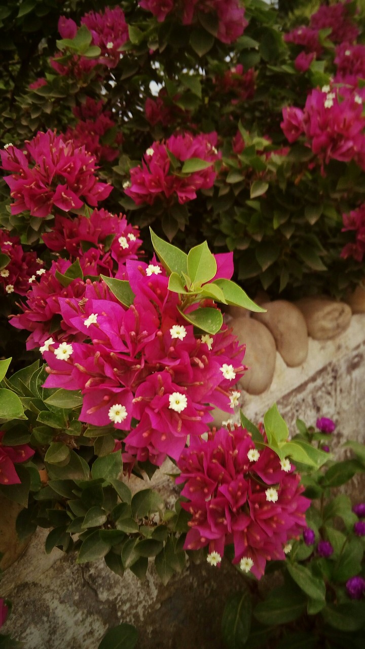 bougainvillea