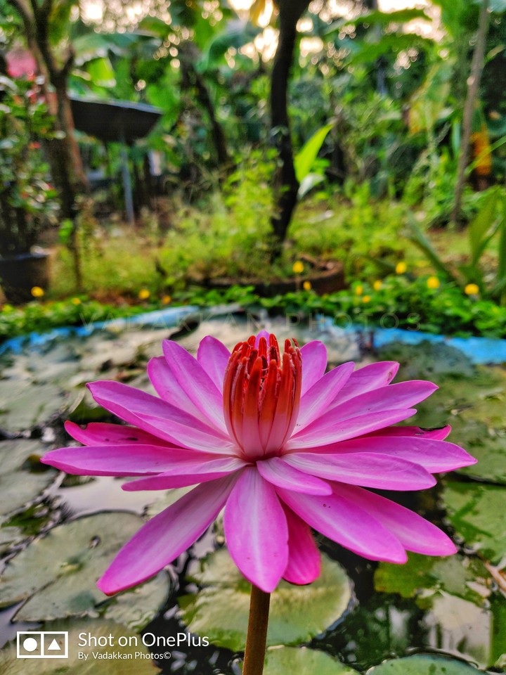 aambal flower
