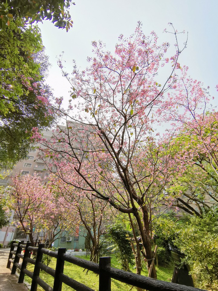 peach blossom