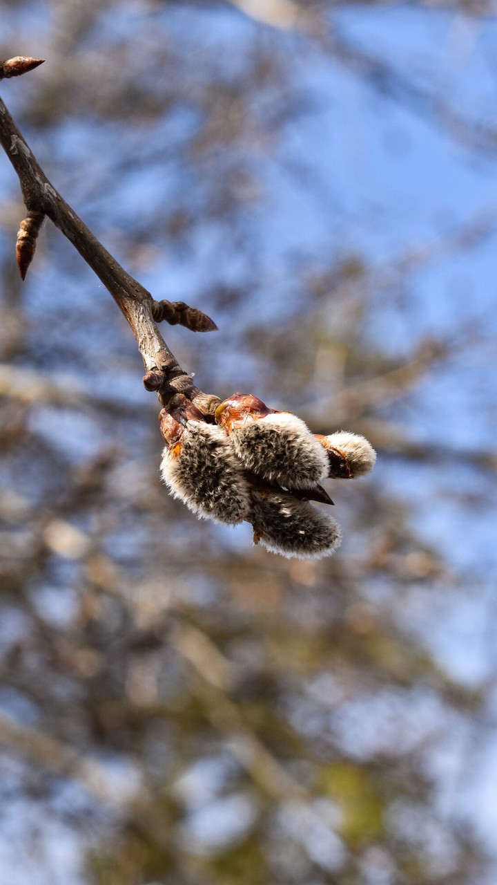 spring