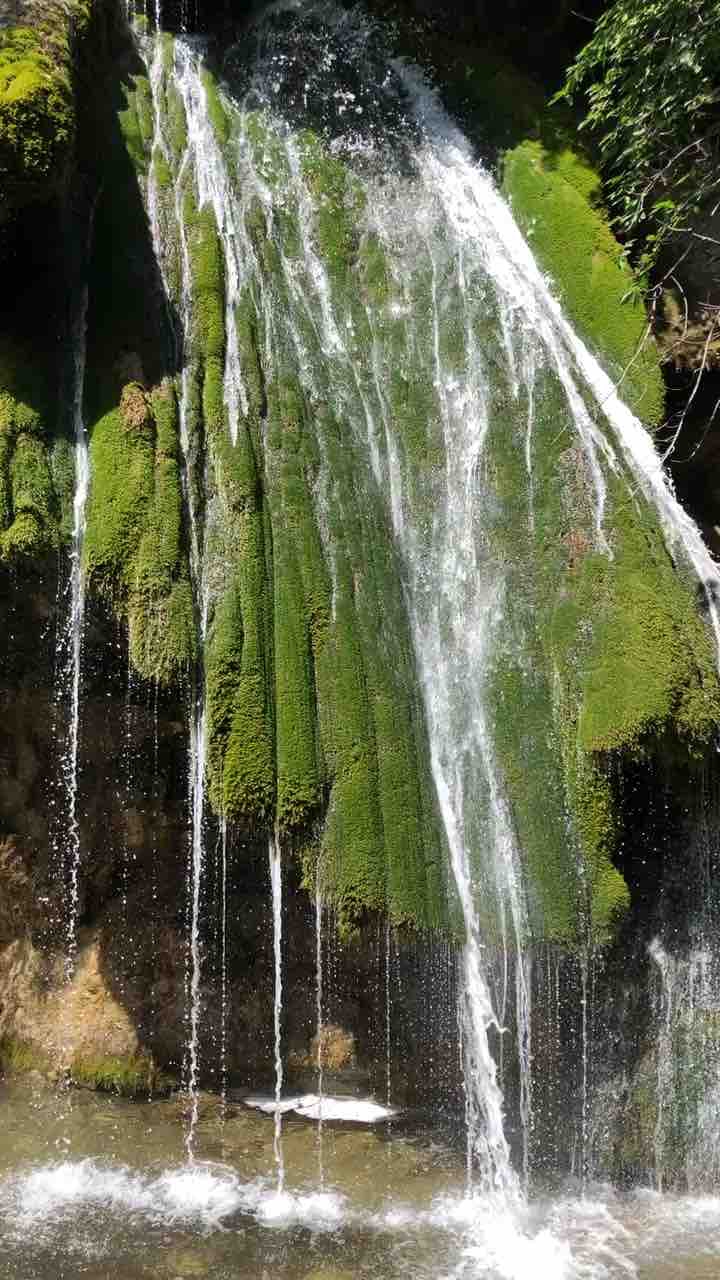 Waterfall djur-djur