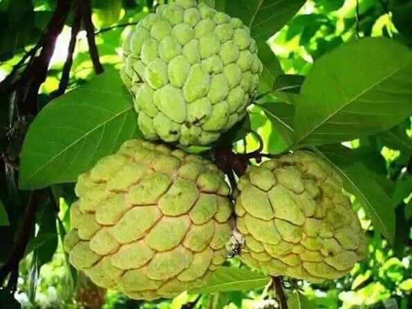 অতা ফল