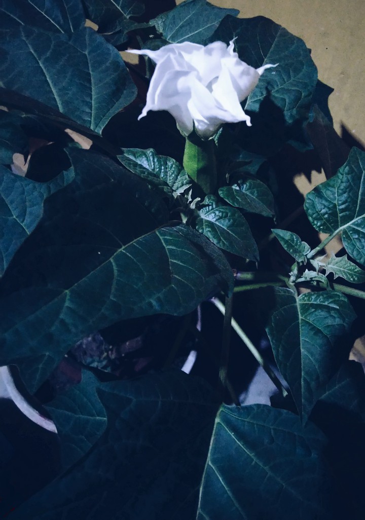 Night flower