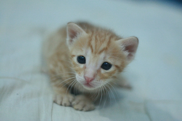 baby
