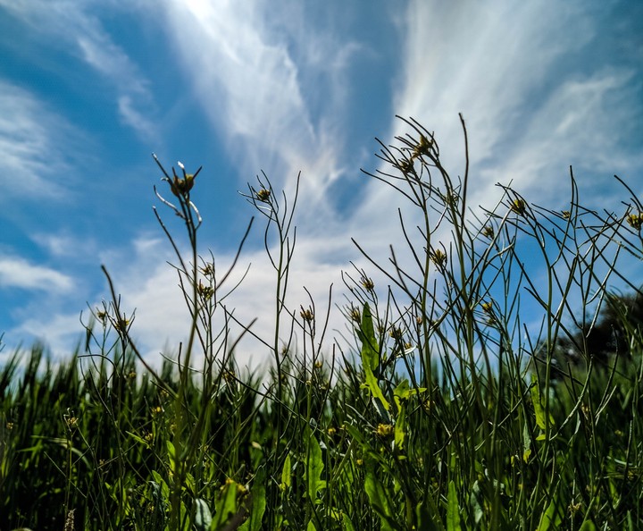 Sky+Grassland