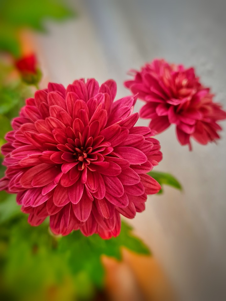 Chrysanthemums